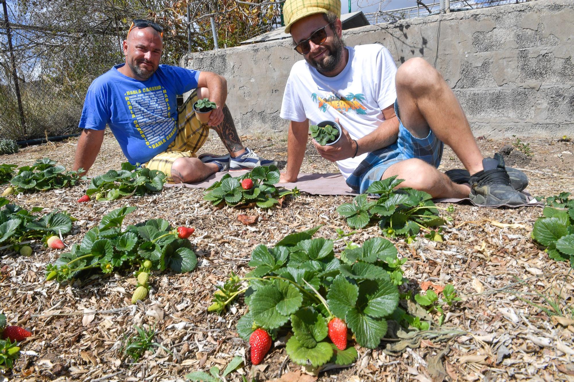 Por la iquierda, Daniel y Cristian Vega, en su huerto de fresas en la finca que tienen en los Llanos de Cortadores.