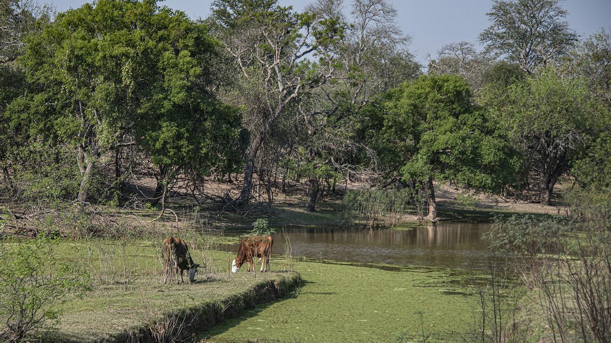 El Parque Natural El Impenetrable de Argentina reabre en 2024