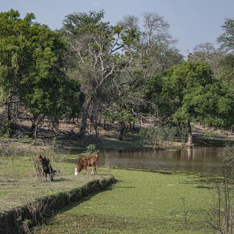 El Parque Natural El Impenetrable de Argentina reabre en 2024