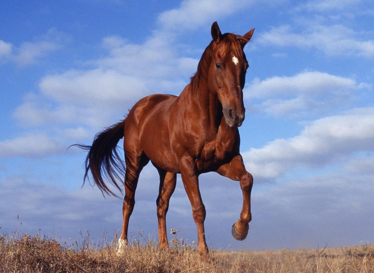 Los caballos huelen el miedo de los humanos que están cerca