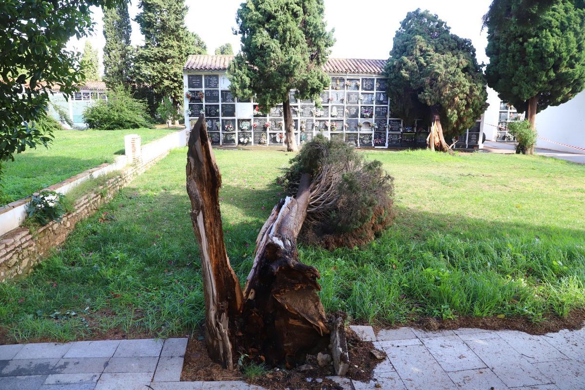 Árbol caído en mitad del cementerio, tras el paso del ciclón Bernard.