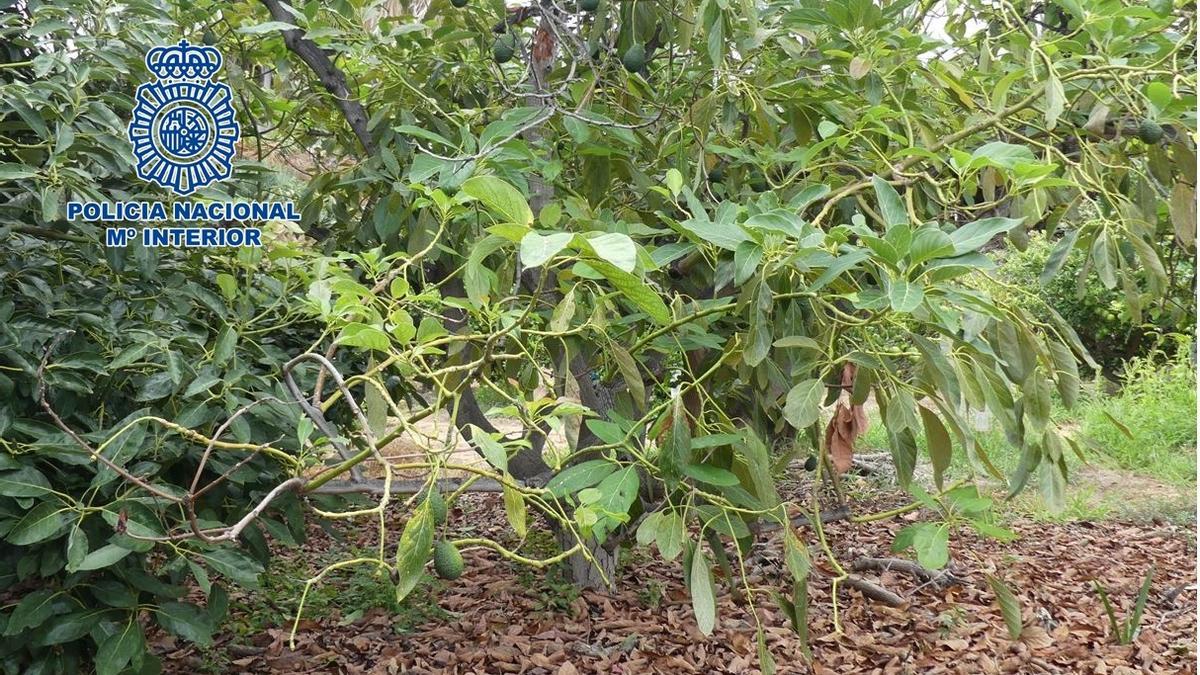 Finca de aguacates en Tenerife.