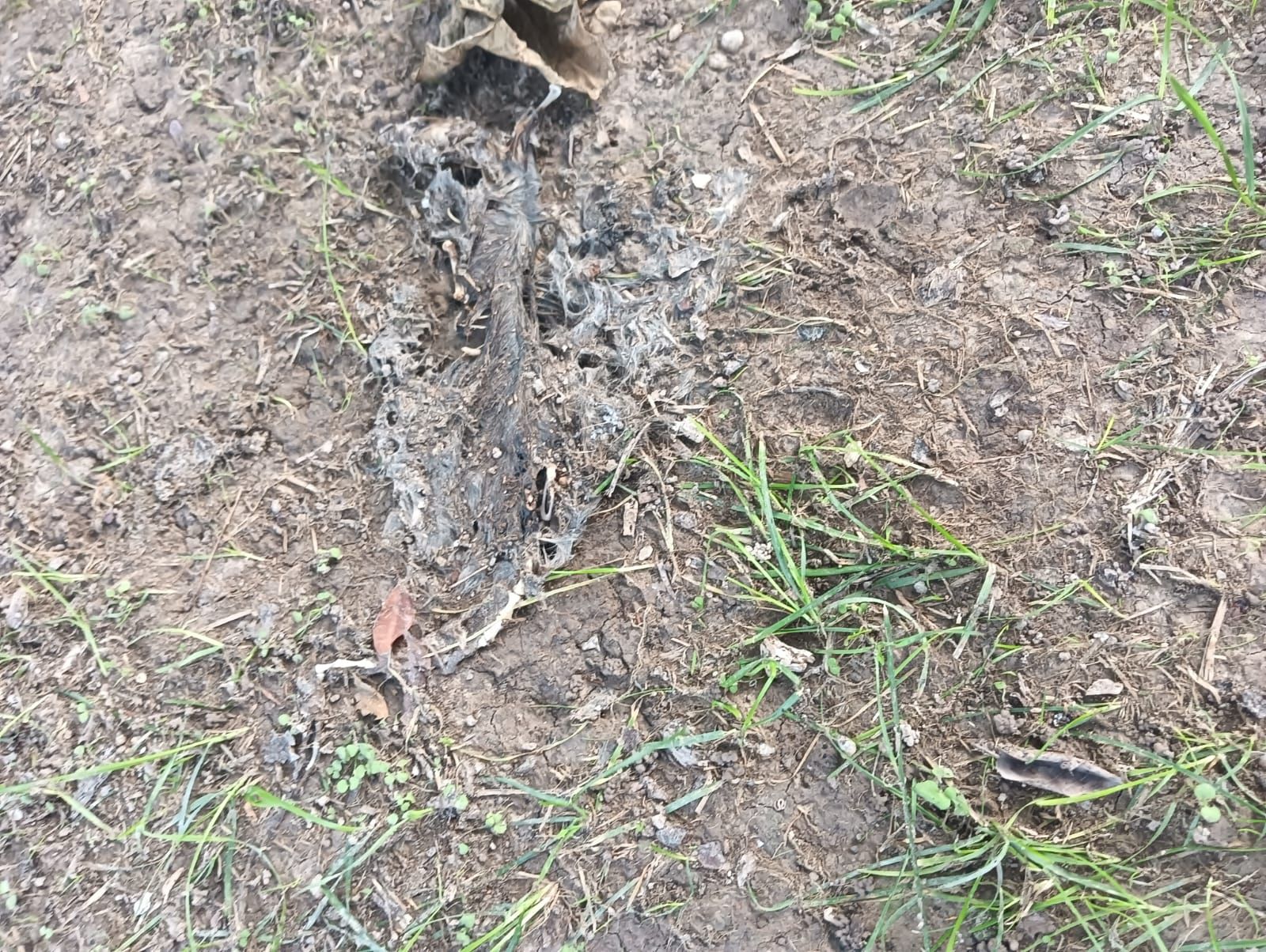 WhatsApp Image 2025-10-13 at 17.12.16.jpeg