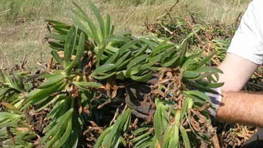 Varias plantas de la especie &quot;Carpobrotus&quot; o uña de gato.