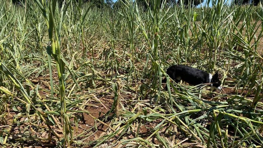 Los jabalíes destrozan la cosecha de una finca en Lalín