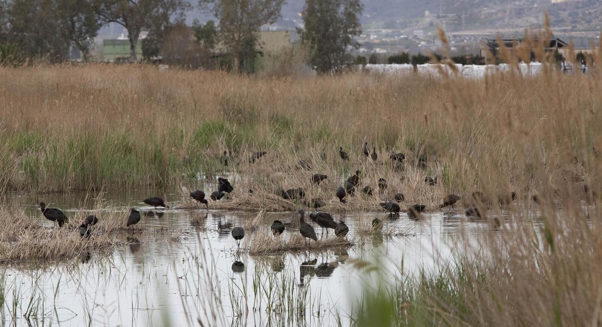 Marjal de Almarda, AGRO Casa Penya.