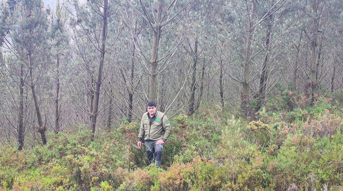 Agustín Zalabeite, en una de las zonas repobladas con pino del país en Zobra.