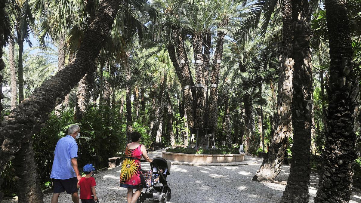 La Palmera Imperial, símbolo del Huerto del Cura, en Elche