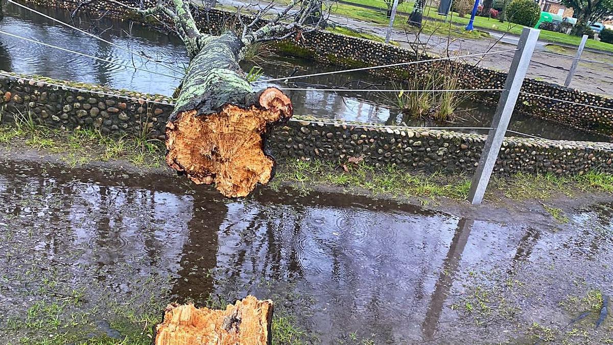 Árbol que cayó sobre el estanque de la alameda nueva en Cangas. |   // G.N.