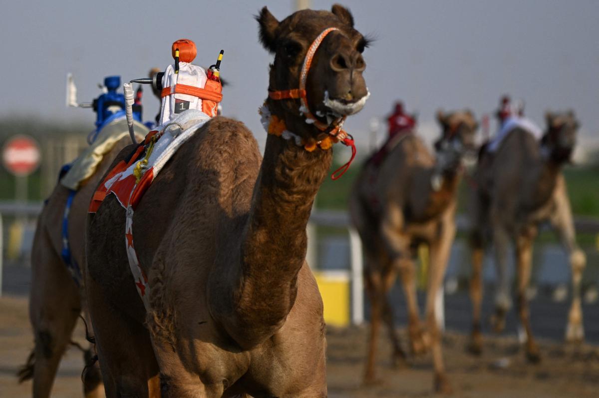 Carrera de camellos con jinetes-robot en Al Sheehaniya (Doha).