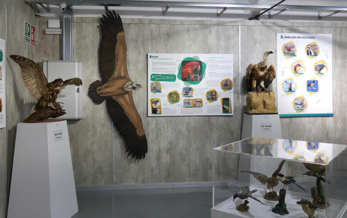 La exposición "Las Aves. Los dinosaurios del cielo", podrá visitarse hasta finales de julio.