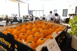 Cinco municipios y un protagonista: el Níspero de Callosa d’en Sarrià