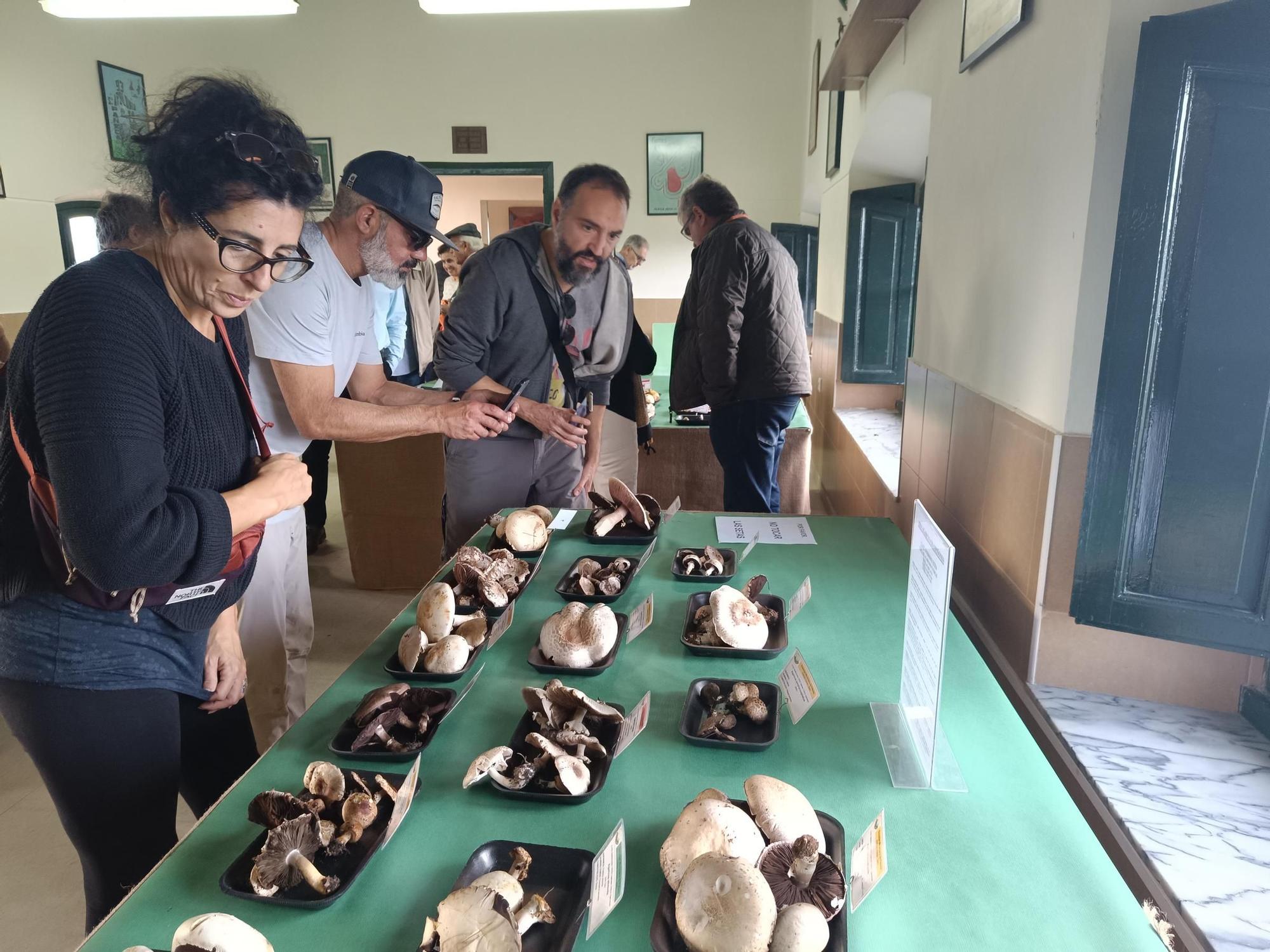 XXXIII Jornadas Micológicas de Pañeda: así fue la exposición de setas más importante de la región