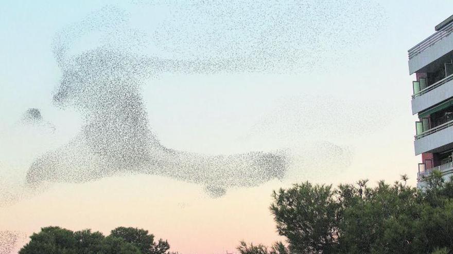 Un estol d&#039;estornells crea una silueta sincronitzada sobrevolant el Parc Bosc de Figueres.