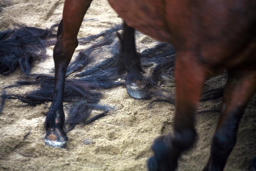 Más de quince "aloitadores" raparon a cerca de 200 caballos en el primer curro de Sabucedo