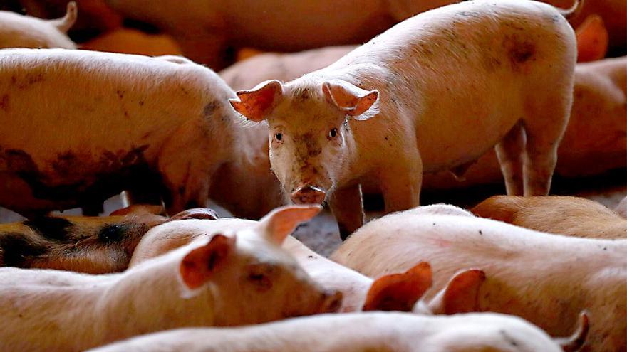 Цены на свиней падают из-за вспышки чумы в Каталонии