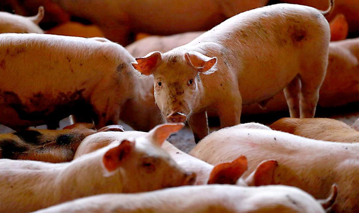 Каталония спасает свиноводство от африканской чумы