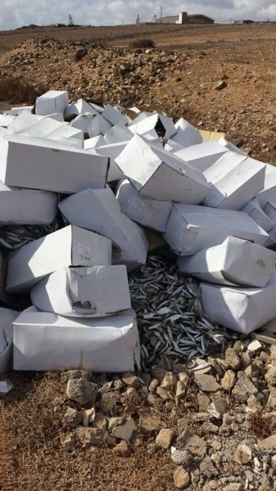 Arrojan más de 10.000 kilos de sardinas podridas a los barrancos de Tufia y Real