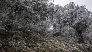 Así son las nevadas en la provincia de Alicante