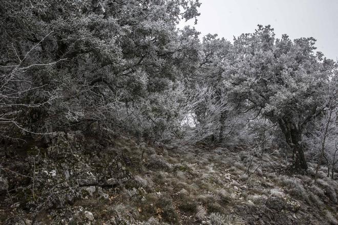 Bajas temperaturas y nieve en la Font Roja