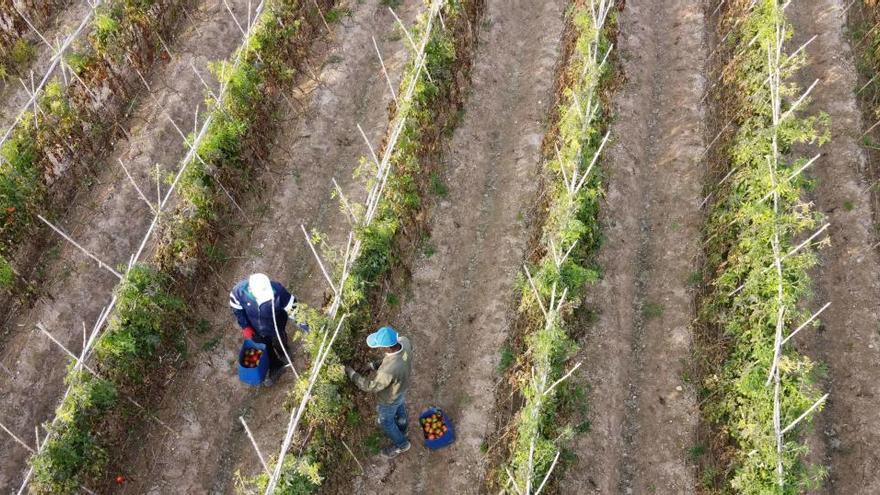 Campo de tomates en Elche, en imagen de archivo