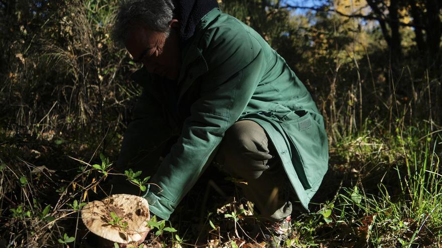 Un otoño sembrado de hongos en Sanabria