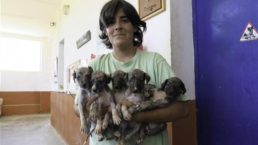 Más de 160 perros y gatos buscan dueño en Cáceres - El Periódico Extremadura