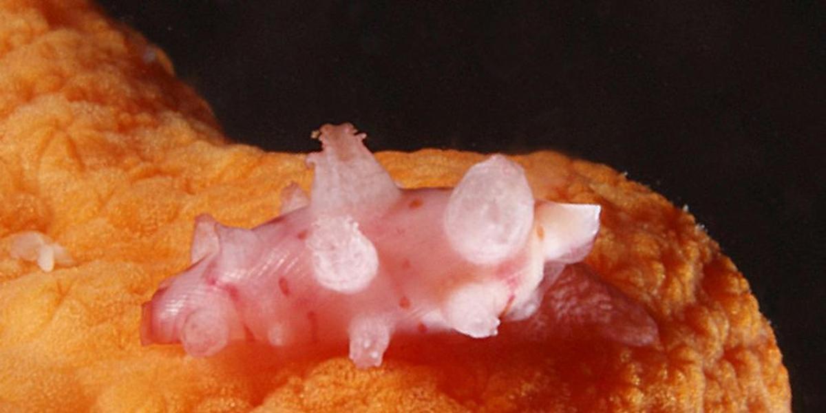 Nuevas especies para la ciencia en las rías