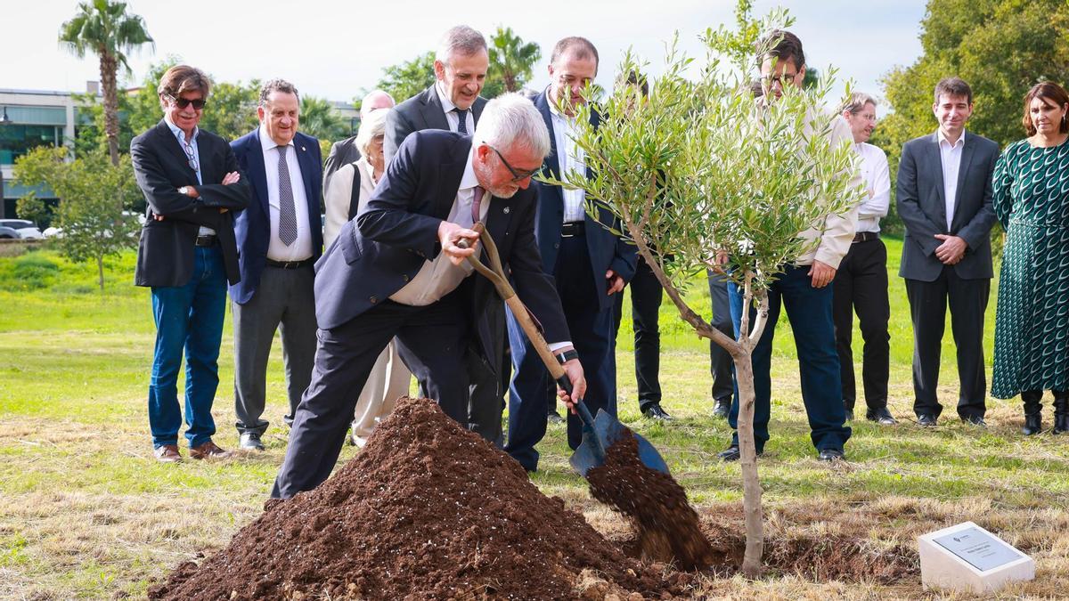 Mateo Valero, plantando un olivo en los jardines de Son Lledó.