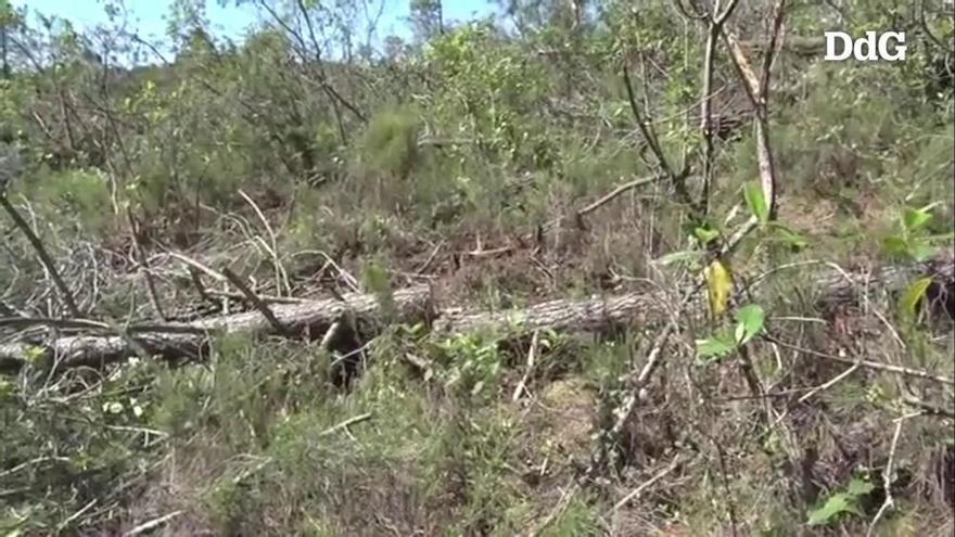 Aturem la C-32 denuncia una "tala il·legal" d'arbres a Lloret