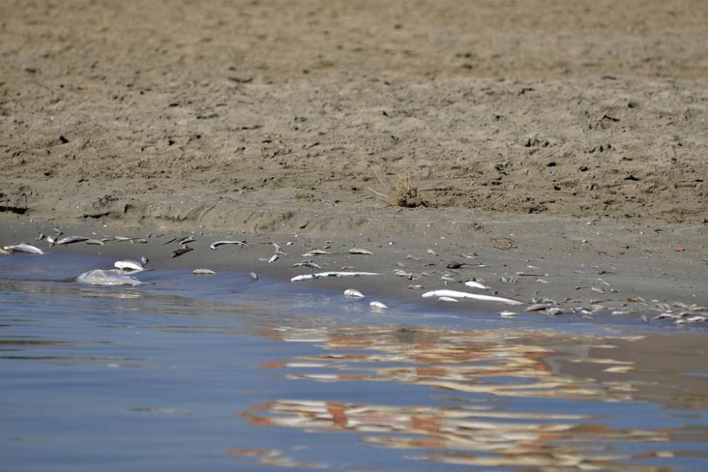 Mar Menor, una laguna sin vida