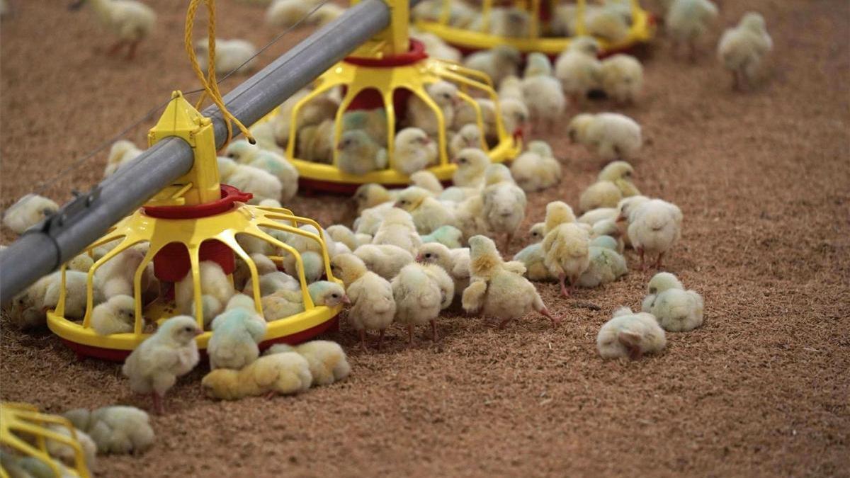 El Viso, el pueblo cordobés del medio millón de pollos