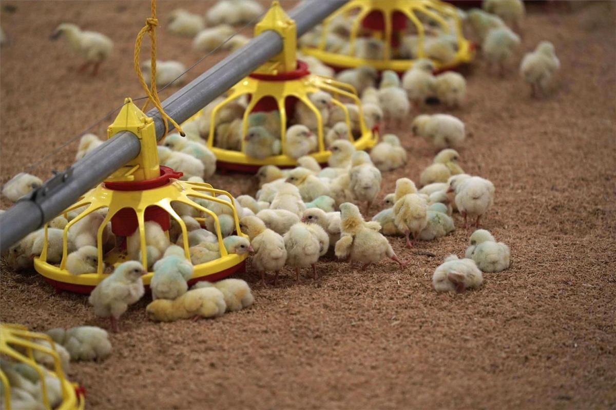 El Viso, el pueblo cordobés del medio millón de pollos