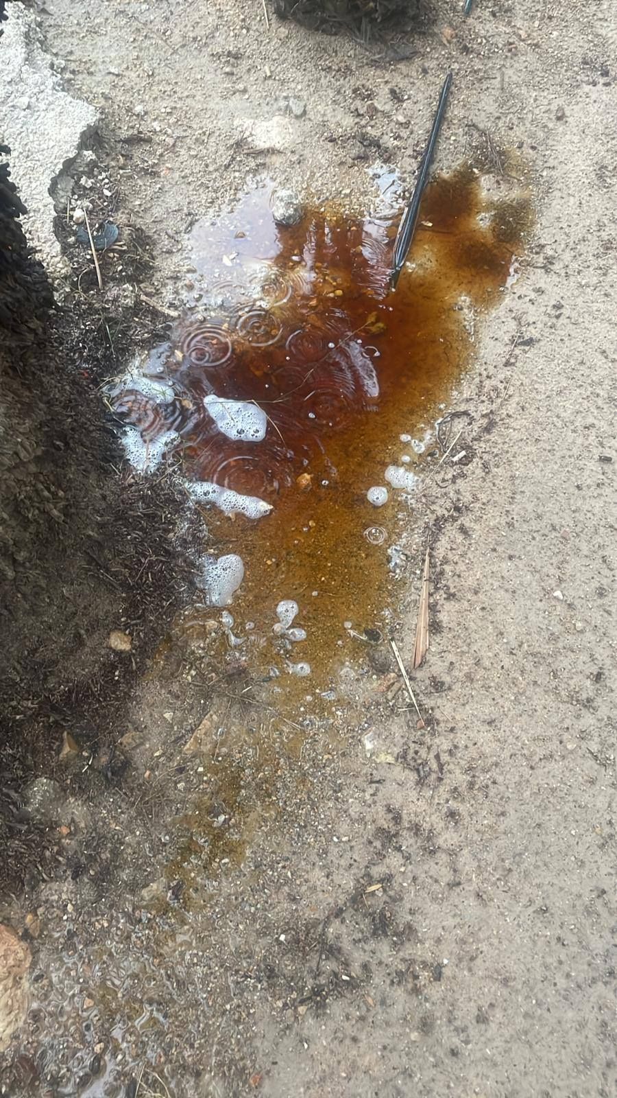 Así está el Palmeral de Orihuela después de la dana Alice