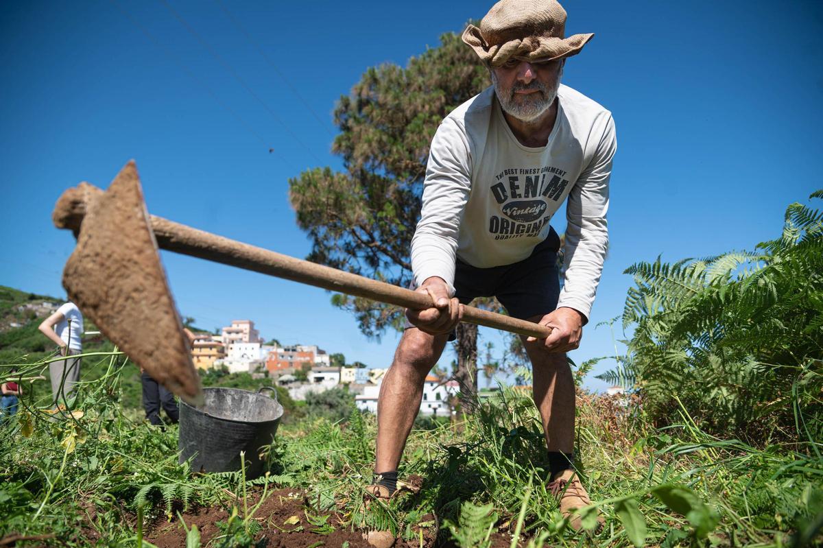 Un agricultor con la guataca en una finca de papas de Icod el Alto, Los Realejos