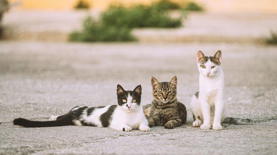 Benicàssim refuerza el control de las colonias felinas con 120 gatos esterilizados en el 2024