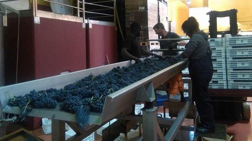 Varios operarios trabajan en una bodega de la DO Toro.