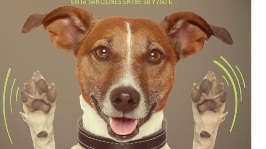 Campaña contra los orines y excrementos de perros en Zamora.