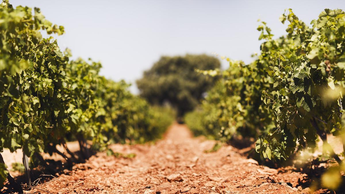 Torre Oria elaboró el primer cava