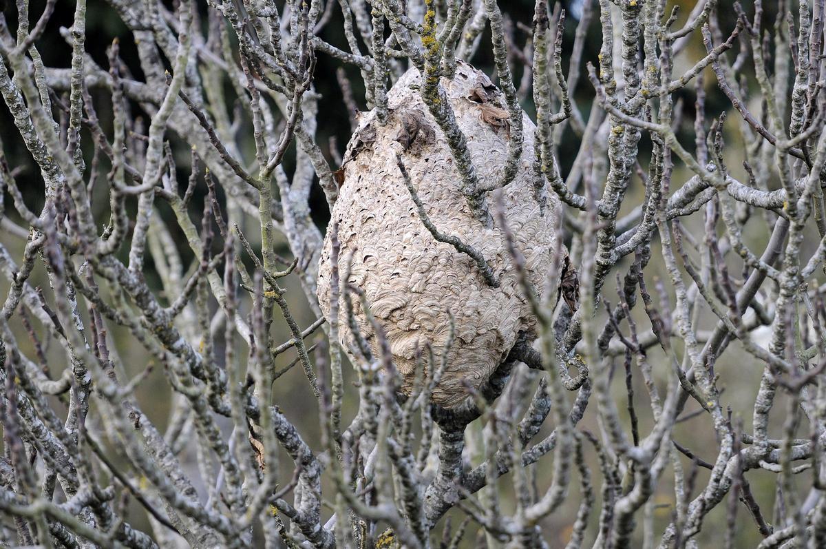 Imagen de archivo de una colmena en un árbol en Lamela, Silleda.