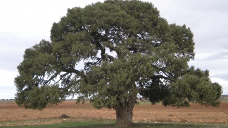 La Sabina Milenaria de Blancas lucha por convertirse en el Árbol Europeo 2022