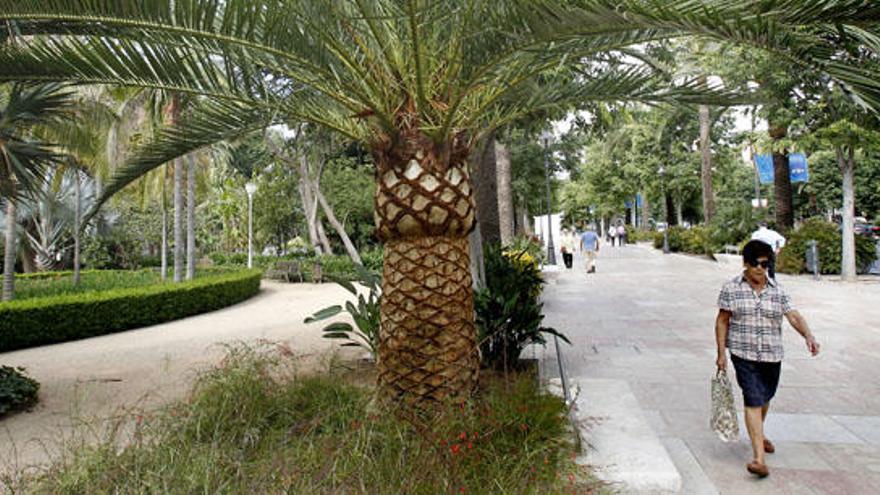 Nuevas palmeras en el Parque acogidas al sistema de riego.