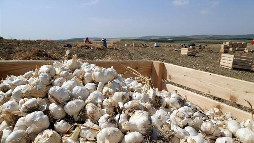 La Junta destaca que Córdoba es líder en Andalucía en el sector del ajo