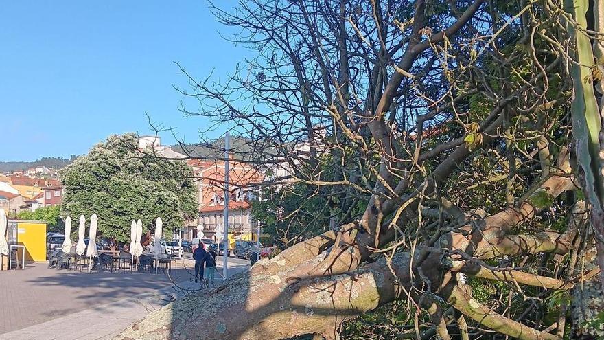 Cae uno de los árboles del paseo de Banda do Río sin causar heridos