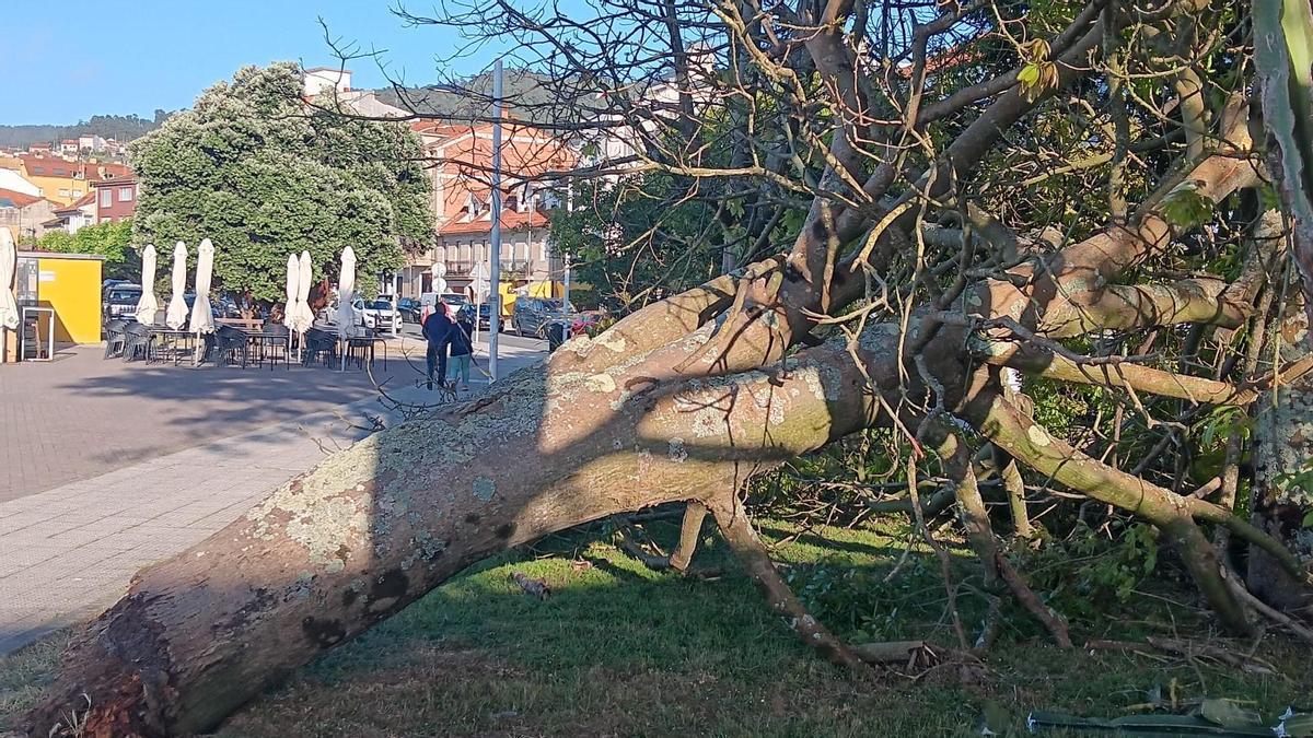 El árbol que se desplomó este martes en el paseo de Banda do Río, en Bueu.