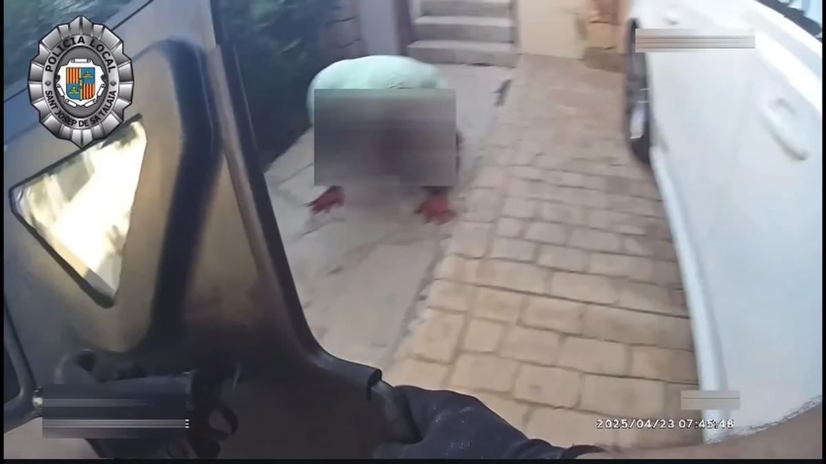 El impactante vídeo de la detención del maltratador de Sant Josep tras dispararse en la cara