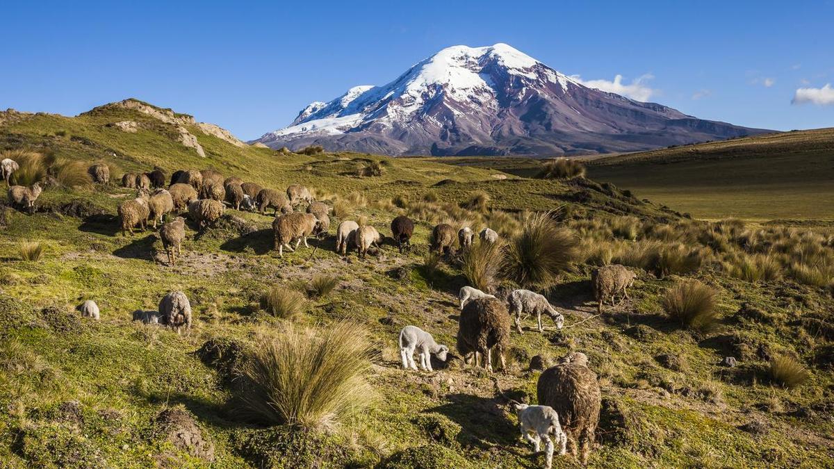 La ganadería andina en las faldas del volcán