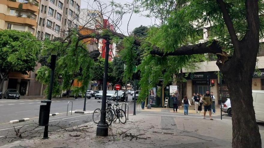 El árbol con la rama partida.