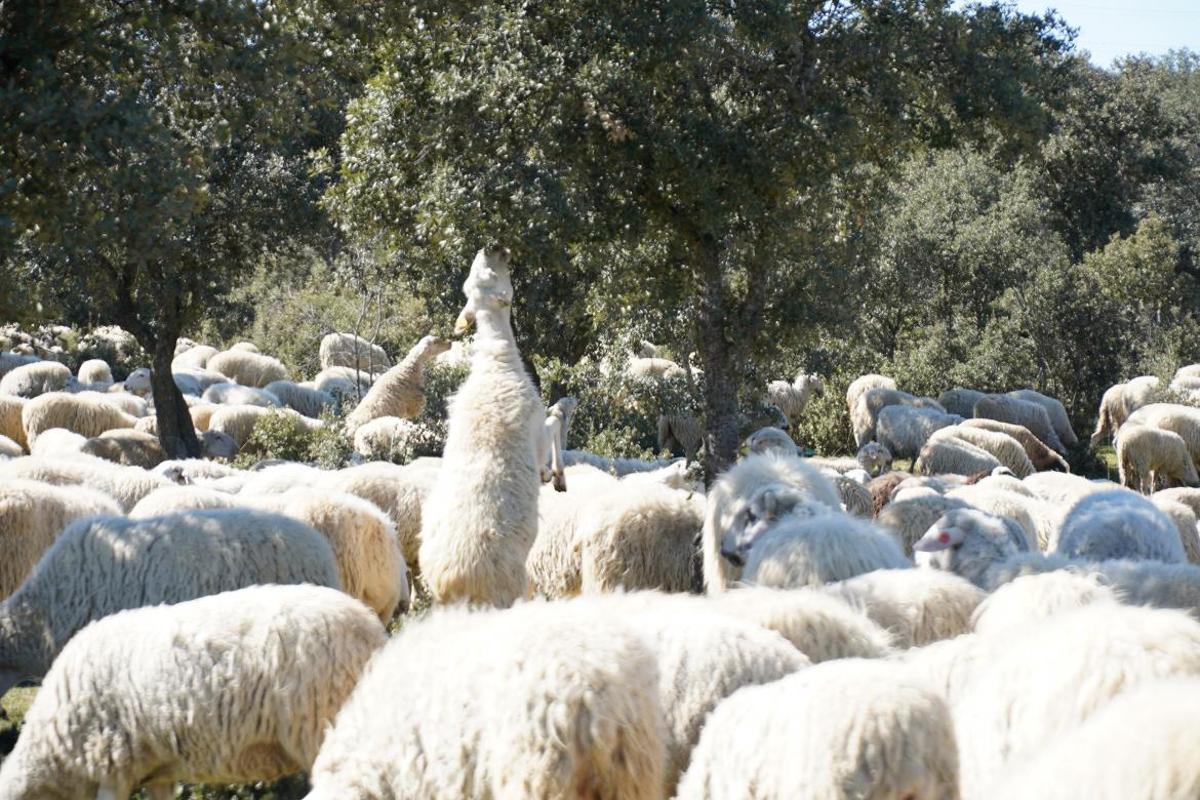 Ovejas en la Comunidad de Madrid.