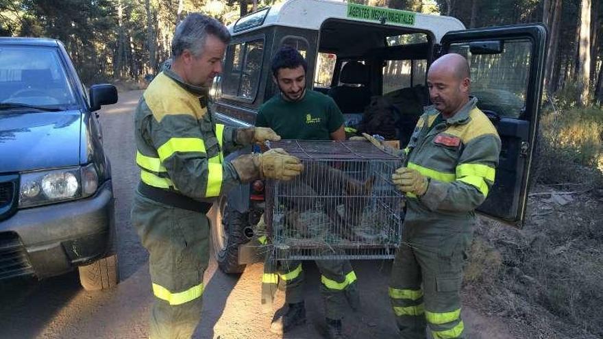 El lobezno enjaulado para su traslado.